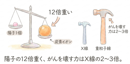 炭素イオンは陽子よりも約12倍重く、がん細胞を破壊する力もX線の2〜3倍